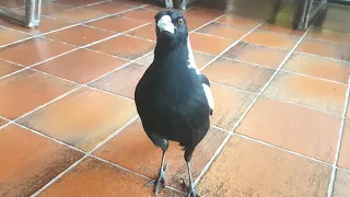 Wild Australian magpie has learnt a cheeky new trick!