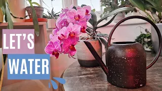 💦The ultimate guide to watering your orchids: Phalaenopsis, Oncidium, Cattleya & Dendrobium nobile