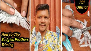 How to Clip a Budgies | Trim Bird's Feathers | Urdu / Hindi | Part 1 |  PBI Official