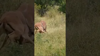 surprise a leopard attack on impala. #leopard #animals #animallover #nature