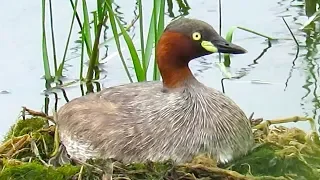 Water birds nest birding