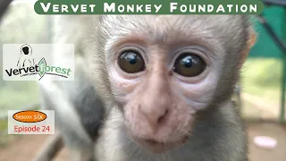 Witness the touching moment when two baby orphan monkeys, Utku and Phoebe, meet their new foster mom