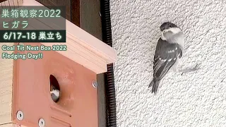 [Fledging Day!] One Coal Tit chick suddenly left the nest first, but the other eight all left later!