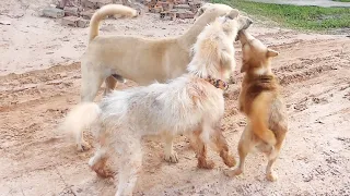 Bella and Lucy are very happy to see Bally || #1537 Nature Show