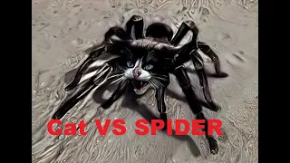 Cat vs Spider - My kitten goes through 3 levels of the game