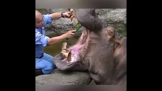 HIPPO TOOTH BRUSHING