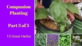 Companion Planting - Part 3 (Herbs)