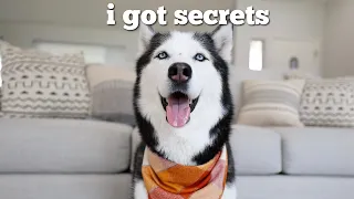 Husky Has Funny Conversation with a Pet Psychic!