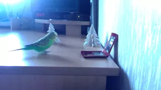 Мой попугай у зеркала (Кеша)!