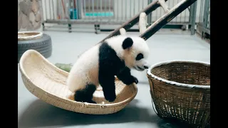 Cute Baby Panda's 😍 being clumsy compilation #2022 #panda #babyanimals