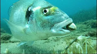 Doradas comiendo berberechos /  Gilt-head sea bream eating cockles