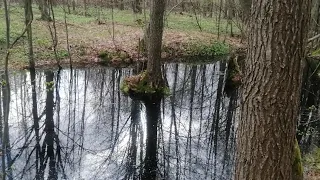 Виїзд до лісу (розвідка)