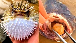 Catching Seafood 🦑🦀 Deep Sea Octopus (Catch Fish,Catch Shark) | Tik Tok #2