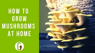 How To Grow Mushrooms At Home (EASIEST Low Tech Method)| GroCycle