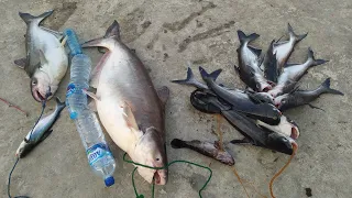 PECAH REKOR!!! MANCING PATIN/JAMBAL BENDUNG GERAK BOJONEGORO.