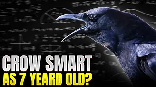 Why crows are as smart as 7 year old human ?