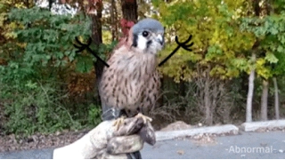 OWL DANCE! Real Life Doodles.  Everything is better with Doodles.