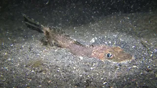 Bobbit Worm Captures Small Fish And Takes Down Into The Sand