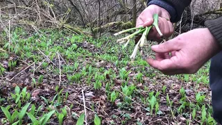 Как правильно копать(собирать) черемшу