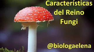 Características del Reino Fungi - Los Hongos