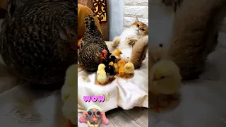 Mother Hen Adopts Scottish Straight Kittens | cute kitten