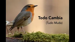 Todo Cambia (Tudo Muda) Mercedes Sosa - Tradução PT-BR