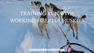 TRAINING RUN with WORKING SIBERIAN HUSKIES | Daily Life in Swedish Lapland