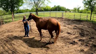 Making introductions with a new horse.