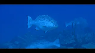 Learning To Sea - The Nassau Grouper