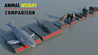 Animal Weight Comparison | 3d Animation Comparison