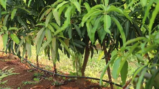 Ultra High Density KESAR Mango Plantation in Dharampur Gujarat.