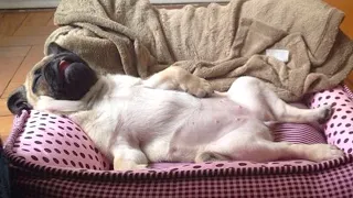 AWW SOO Cute and Funny Pug Puppies - Funniest Pug Ever #6