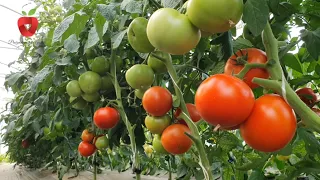 Moj način gojenja paradižnika - kako do zdravih rastlin in obilne letine?