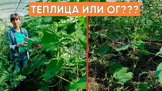 🥒Сравниваем огурцы в теплице и в открытом грунте🥒