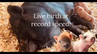Willow the Mini pig gives birth to 11 piglets! watch her before, during, and after.