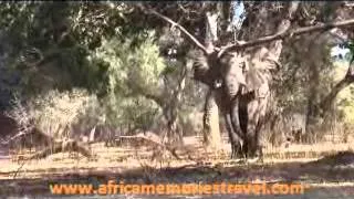 Charging Elephant - Mana Pools, Zimbabwe with Stretch Ferreira