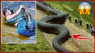 Top 10 World's Biggest Snakes Ever Found - Venomous Snake