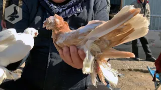 Птичий рынок г. Ташкент - ГОЛУБИ (19.02.2022) / Uzbek Pigeons / Usbekische tauben