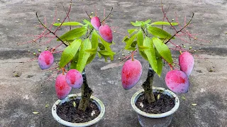 Synthesize the best techniques to grow mango quickly to fruit