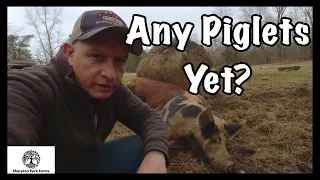 Pastured Pig Breeding - Gilts and Boars