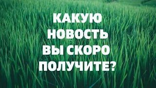 КАКУЮ НОВОСТЬ ВЫ СКОРО ПОЛУЧИТЕ? Онлайн гадание Таро предсказание на будущее