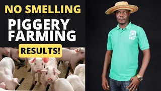 Massive production from Pig Farming | REAL and Practical Results!