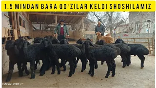 BARA SEZON BOSHLANDI NARXLAR TUSHTI 1.5 MLNDAN QOʻZILAR