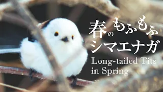 Chasing the Fluffy Japanese Long-tailed Tit in Spring