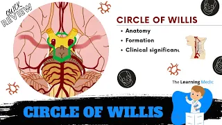 Circle of Willis - Anatomy | Blood supply of the brain