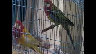 Папагали Розела (parrots Roselle) 2