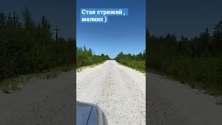 Наткнулись на стаю стрижей молодых !) ПОДПИШИСЬ )