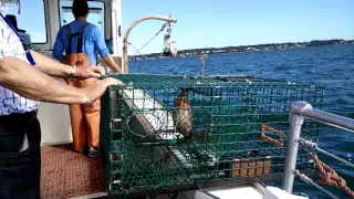 Lucky Catch Lobster Fishing Boat Demo - Portland Maine - Family Particiation