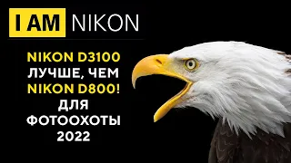 Шок! Nikon D3100 Лучше чем D800 для фотоохоты