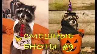 Cмешные ЕНОТЫ #9 / Приколы с ЕНОТАМИ 2020 / Funny Raccoons.